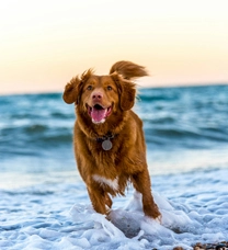 Andrew He, Pet Products Purchasing Manager