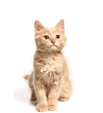 Michael Lee, Pet Products Retailer