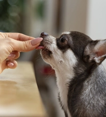Emily Wang, Pet Products Wholesaler
