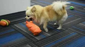 Create a happy time for every pet