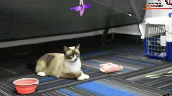 How can I interact with my pet?