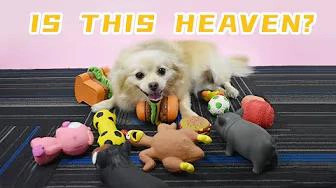 What happens if a dog stays at a pet toy company?
