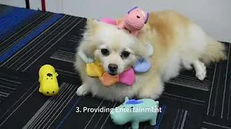 Why do dogs need toys?What benefits can toys bring?