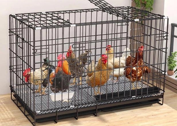 Chicken Cage China