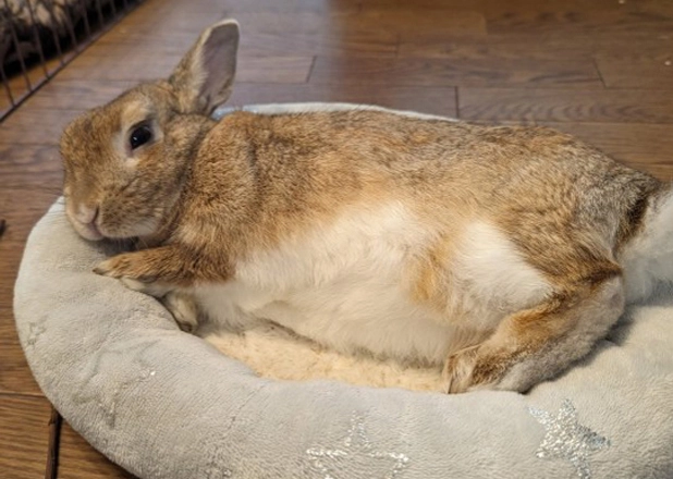 Rabbit Bed China