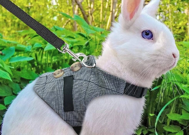 Rabbit Collar Leash Harness China