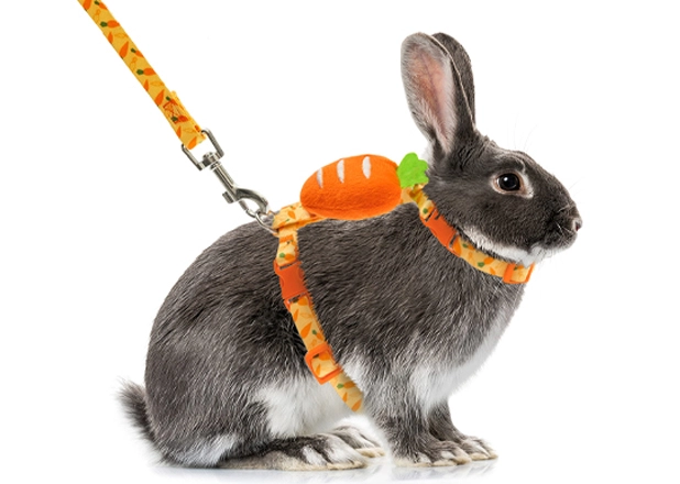 Rabbit Collar Leash Harness Factory