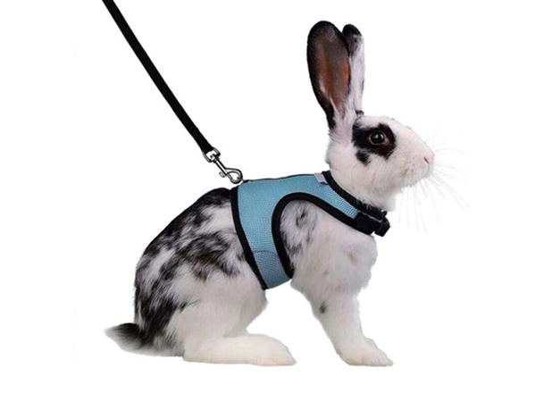 Rabbit Collar Leash Harness In China