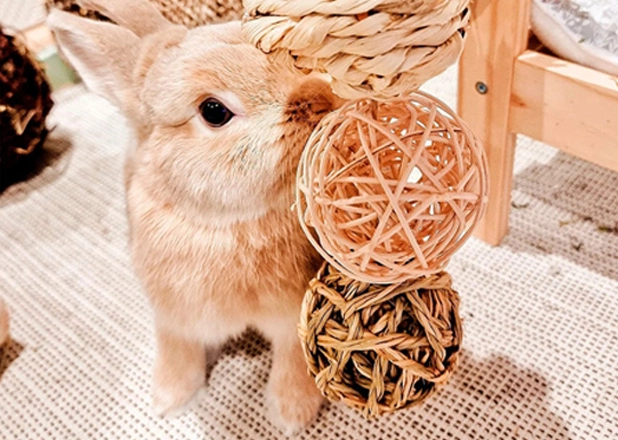 Rabbit Toy China