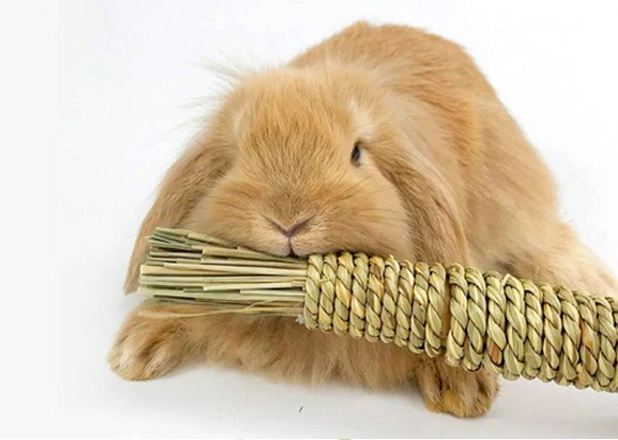 Rabbit Toy Factory