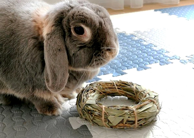 Rabbit Toy In China