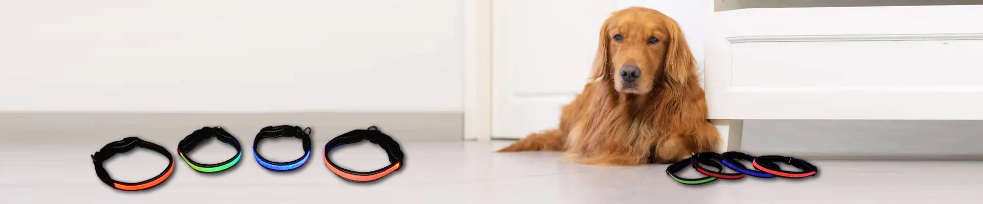 Dog Collars Types