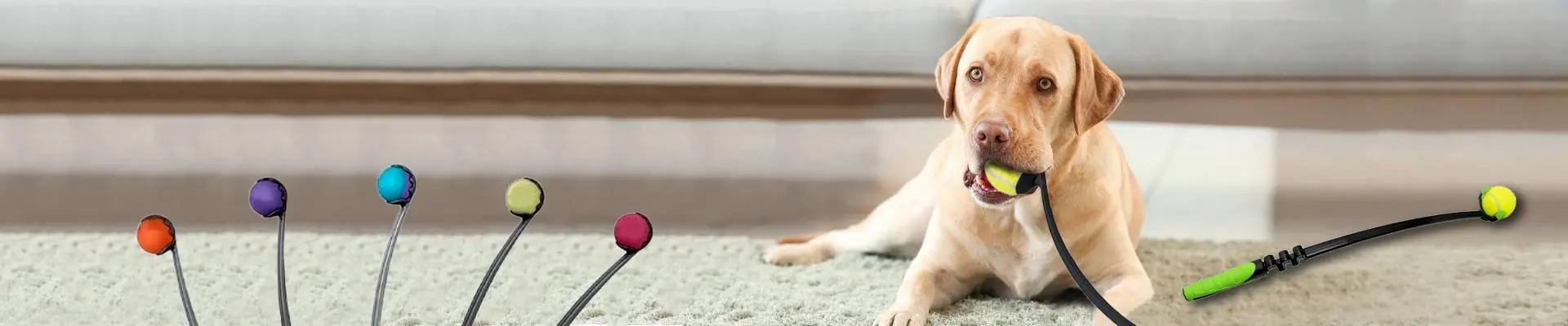 Dog Fetch Toys Types