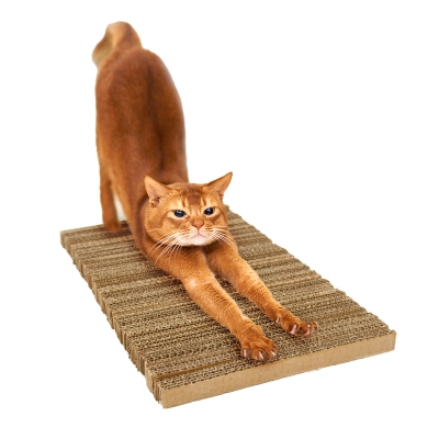Recommended Quality Pet Products to Improve Cats' Quality of Life