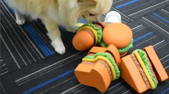 Introduction Video of Hamburg Rubber Latex Plush Dog Toy