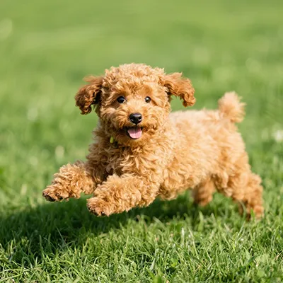 What Toys Do Dogs Like to Play With?