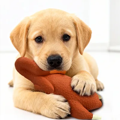Puppy Toy Recommendations: Safe + Great for Teething | LuckyVenus
