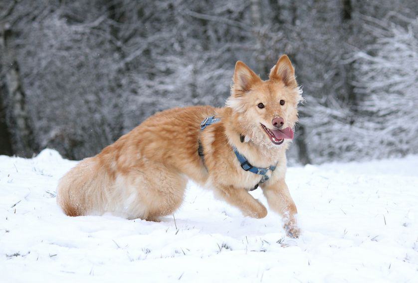 pet-winter-common-diseases-guide.jpg